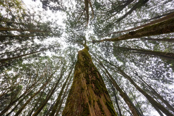 Vista Inferior Árvore Floresta — Fotografia de Stock