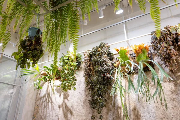 Tropická Rostlina Zavěsit Přes Zeď Uvnitř Restaurace — Stock fotografie