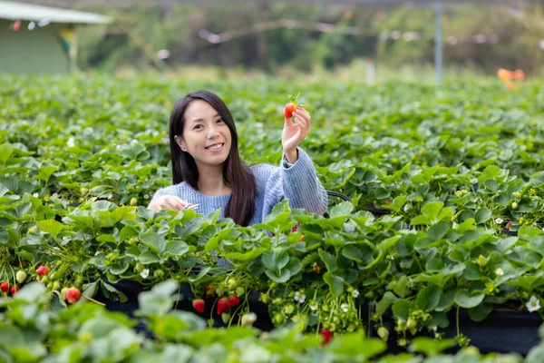 女人在地里摘草莓 — 图库照片