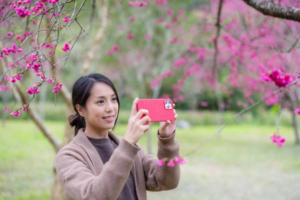 Frau Fotografiert Mit Handy Auf Sakura Baum — Stockfoto