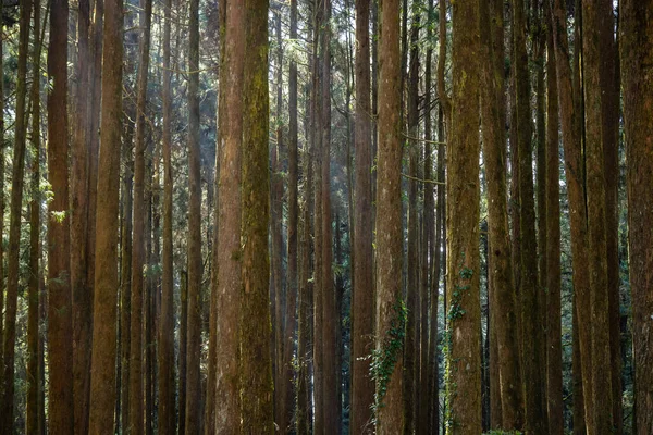 Waldlandschaft Alishan National Forest Erholungsgebiet — Stockfoto