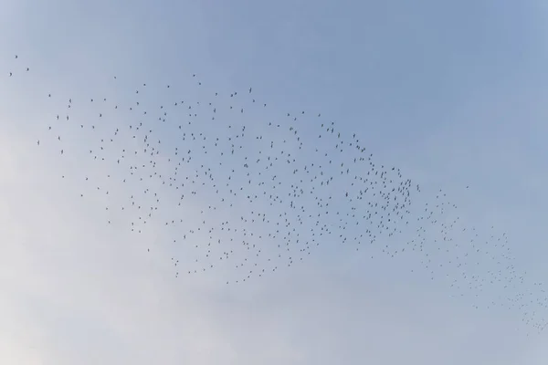 Migração Aves Voar Sobre Céu — Fotografia de Stock