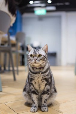 Sevimli kedi, yere otur.