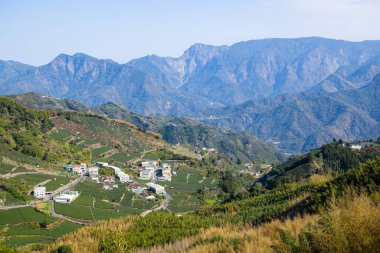 Tayvan 'daki Shizhuo' lu Alishan 'da bir sürü çay tarlası var.