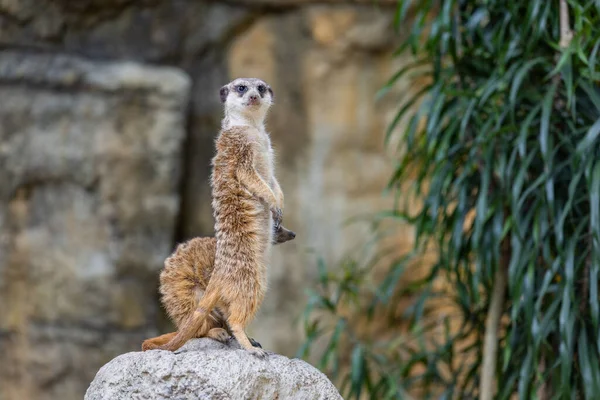 Meerkat Zoo Parken — Stockfoto