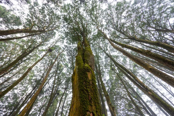 Κάτω Όψη Του Δέντρου Στο Δάσος — Φωτογραφία Αρχείου