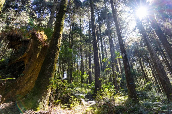 Ηλιακό Φως Πάνω Από Δάσος — Φωτογραφία Αρχείου