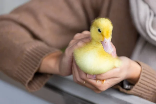 stock image Woman hold with little duck