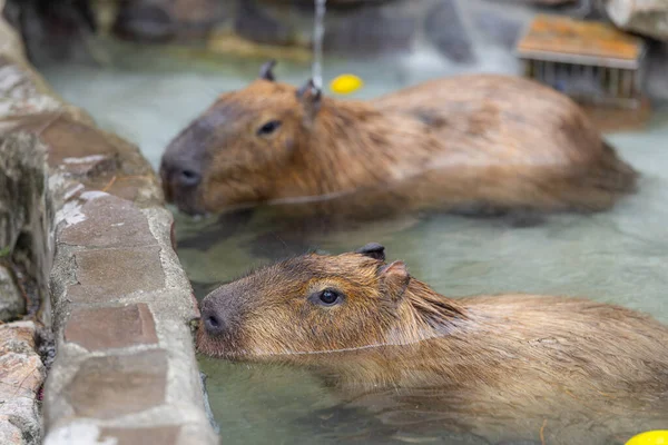 Capybara Simmar Vattendammen Djurparken — Stockfoto