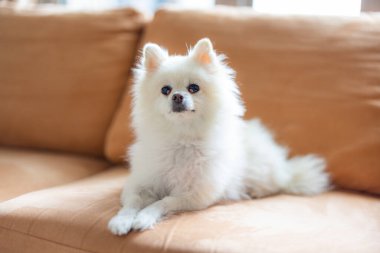 Pomeranya köpeği kanepeye oturur.
