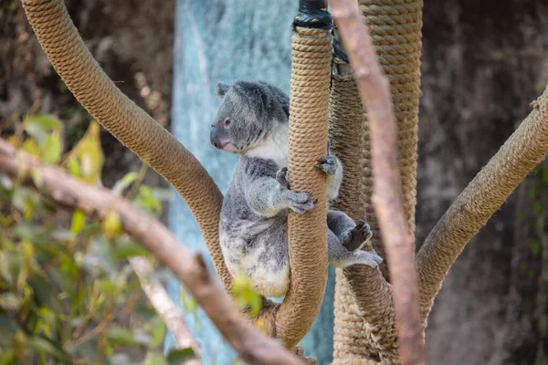 Koala Medve Állatkertben — Stock Fotó