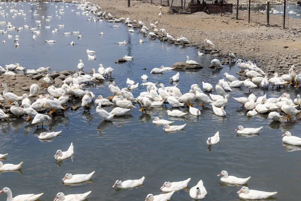 stock image Agriculture group of white duck in the water pond