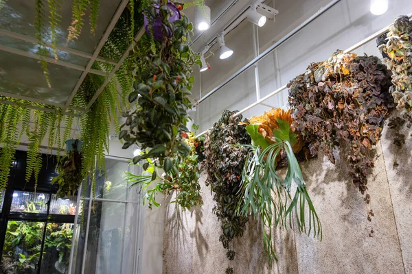 Tropikalna Roślina Wisi Nad Ścianą Restauracji — Zdjęcie stockowe