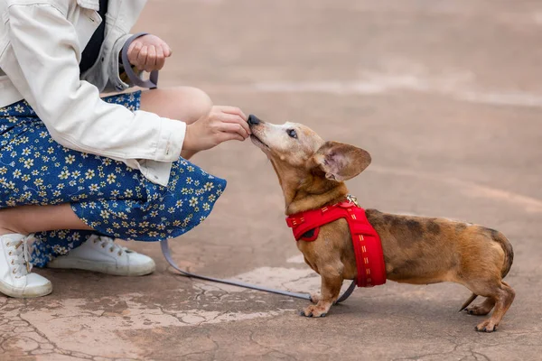 アジアの女性フィード彼女のダックスフンド犬で公園 — ストック写真