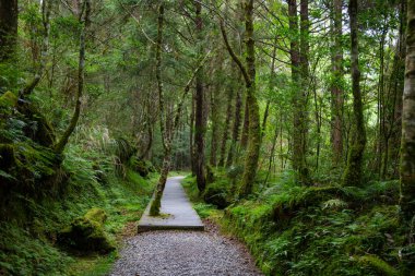 Ormanda yürüyüş parkuru.