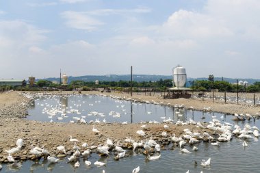 Arazideki beyaz ördeğin tarımı