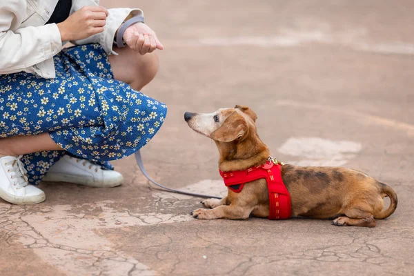 アジアの女性フィード彼女のダックスフンド犬で公園 — ストック写真