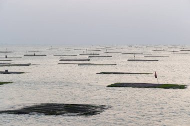 Oyster farm in the sea at sunset time