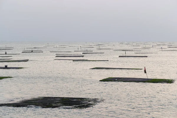 日落时海里的牡蛎养殖场 — 图库照片