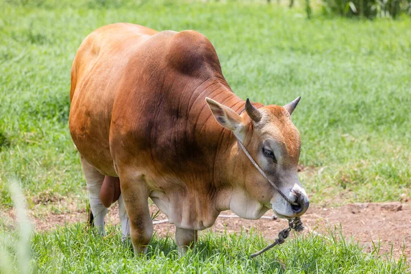 Cow Grazing Green Meadow Kinmen Taiwan — Stock Photo, Image