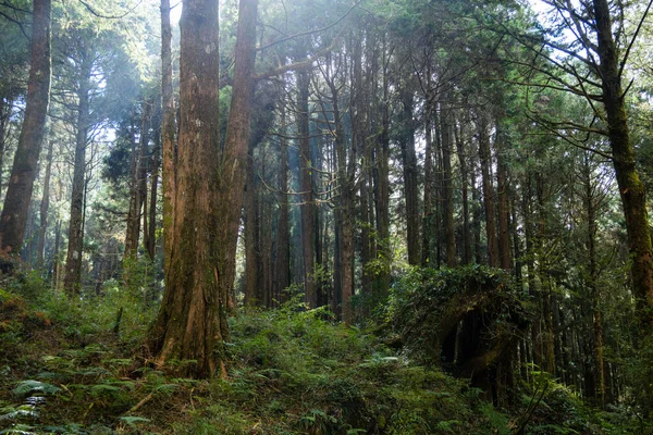 Paysage Forestier Dans Aire Forestière Nationale Alishan — Photo