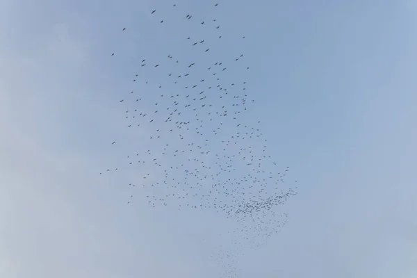 Vogeltrek Vliegt Door Lucht — Stockfoto