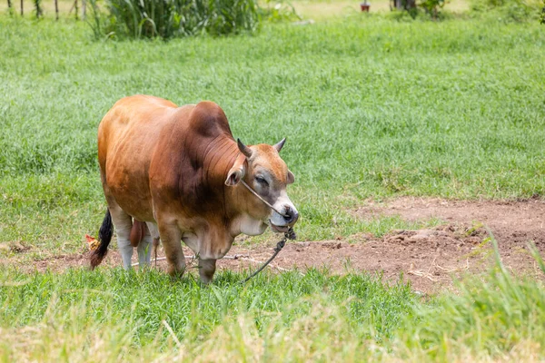 台湾金门草地上的奶牛放牧 — 图库照片