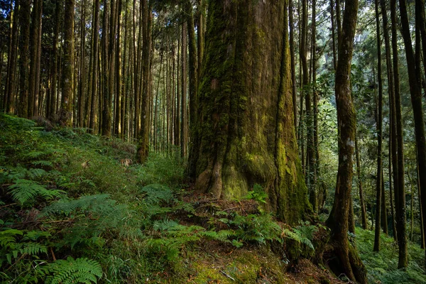 Paisagem Florestal Área Recreação Florestal Nacional Alishan — Fotografia de Stock