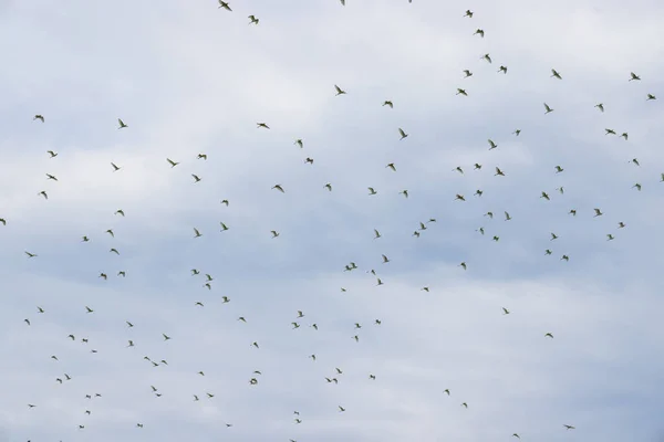 Ομάδα Των Egret Πετούν Πάνω Από Τον Ουρανό — Φωτογραφία Αρχείου