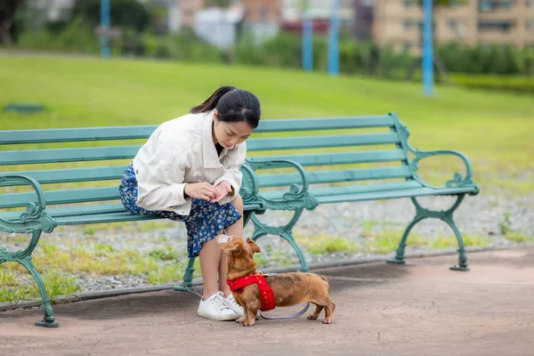 Frau Füttert Ihren Dackelhund Park — Stockfoto