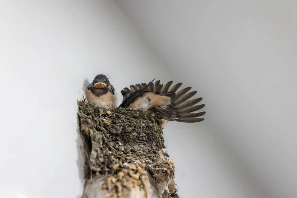 Καταπιείτε Και Μικρά Πουλιά Μια Φωλιά — Φωτογραφία Αρχείου