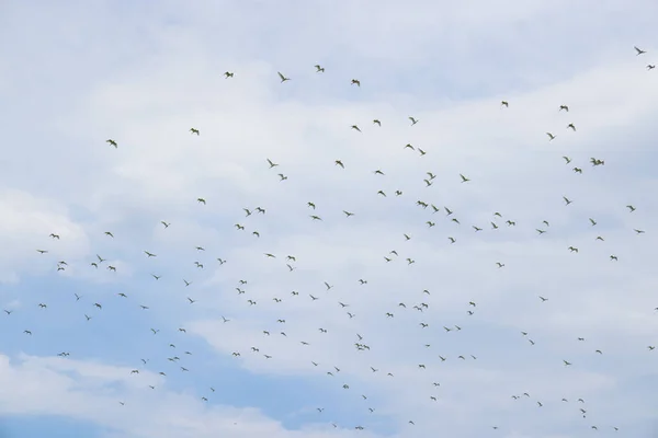 Ομάδα Των Egret Πετούν Πάνω Από Τον Ουρανό — Φωτογραφία Αρχείου