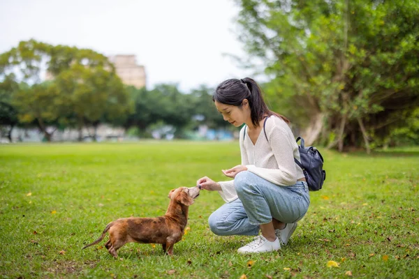 女性は公園で彼女の犬を養う — ストック写真