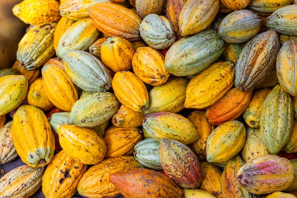 Çiftlikte Taze Kakao Kabuğu Hasadı — Stok fotoğraf
