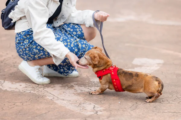 Женщина Кормит Свою Собаку Закусками Открытом Воздухе — стоковое фото