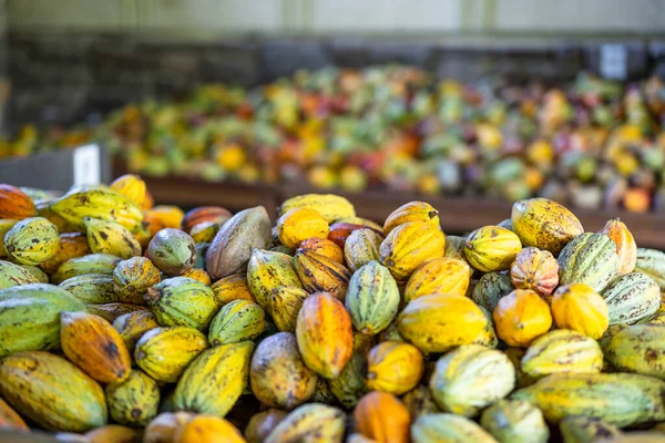 Recoltarea Păstăilor Cacao Proaspete Fabrica Ciocolată — Fotografie, imagine de stoc
