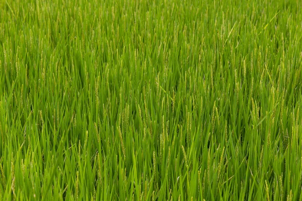 鲜绿色生稻田 — 图库照片