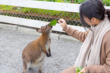 Hayvanat bahçesi parkında kanguru besleyen kadın.