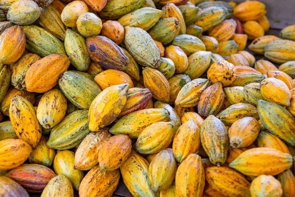 Органические Спелые Капсулы Какао Ферме — стоковое фото