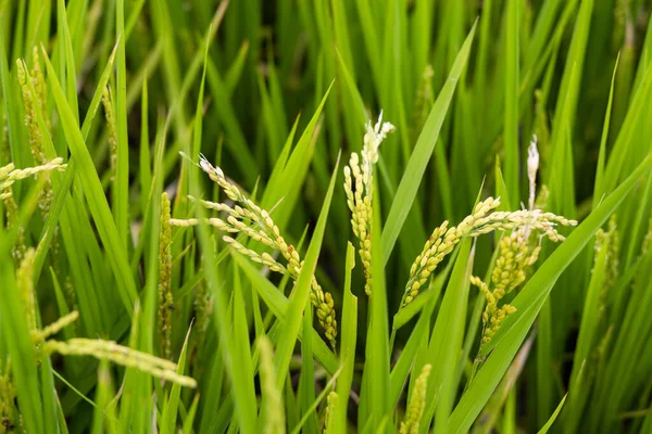 Крупним Планом Свіжа Сира Зелена Рисова Ферма — стокове фото