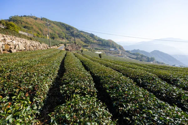 Свежий Зеленый Чайное Поле Shizhuo Тропы Алишане Тайваня — стоковое фото