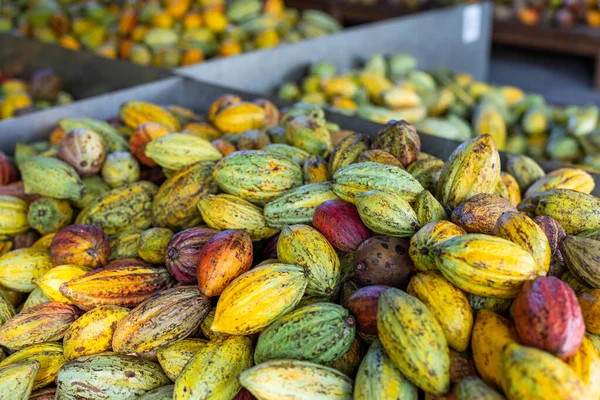 Renkli Kakao Kabuğu Yığını — Stok fotoğraf