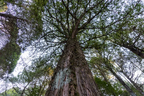 Bottom View Massive Tree Alishan Εθνική Δασική Περιοχή Αναψυχής Της — Φωτογραφία Αρχείου