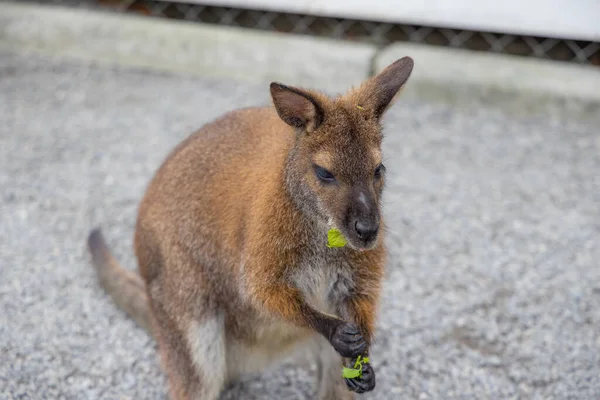 Canguru Come Com Licença Verde Parque Zoológico — Fotografia de Stock