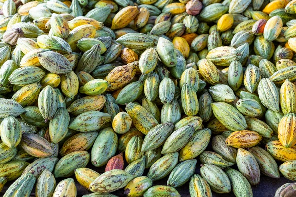 Cialda Cacao Matura Biologica Azienda — Foto Stock
