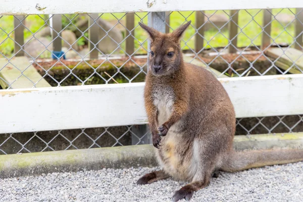 Hayvanat Bahçesi Parkındaki Sevimli Kanguru — Stok fotoğraf
