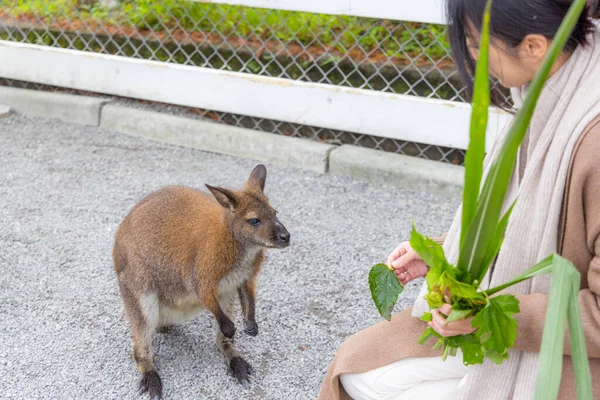 Hayvanat Bahçesi Parkında Kanguru Besleyen Kadın — Stok fotoğraf