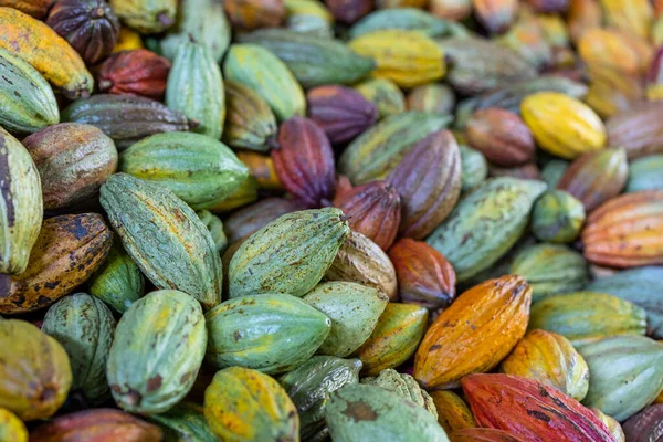 Färsk Kakaopajskörd Gården — Stockfoto