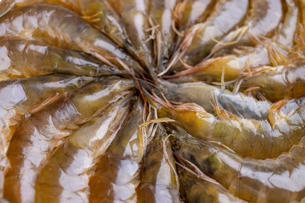 Crus Frais Crevettes Sur Assiette — Photo