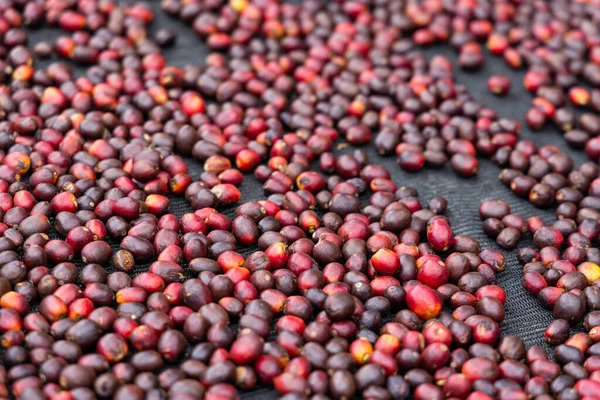 Coffee Bean Dry Sunlight Ground — Stock Photo, Image